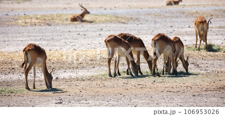 Cobe lechwe, species of antelope 106953026