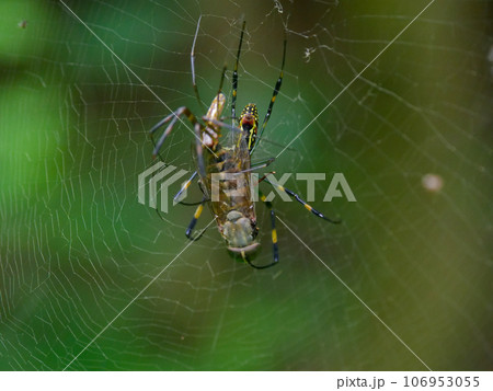ジョロウグモ科ジョロウグモ♂♀の捕食行動 106953055