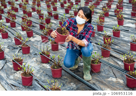 woman in face mask holding pot with seedling sprouts 106953116