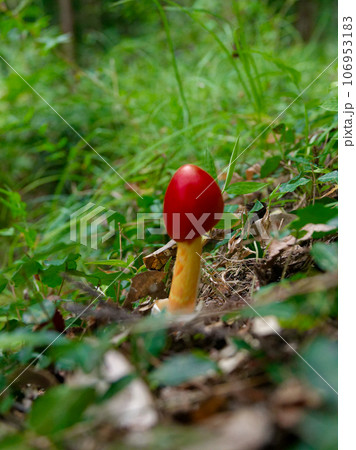 きのこワールド　テングタケ科タマゴタケ 106953183