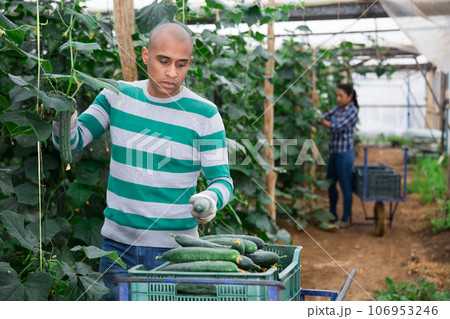 Latino farmer picks ripe cucumbers in greenhouse Latino farmer picks ripe cucumbers in greenhouse 106953246