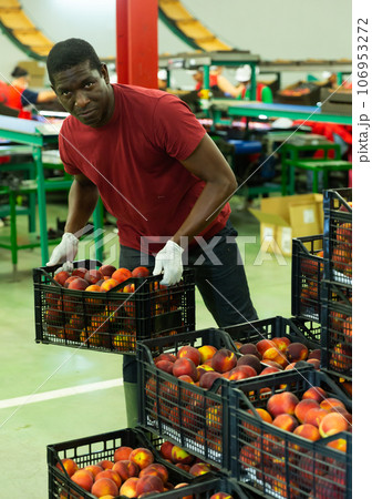 Male warehouse worker loading boxes with peaches Male warehouse worker loading boxes with peaches 106953272