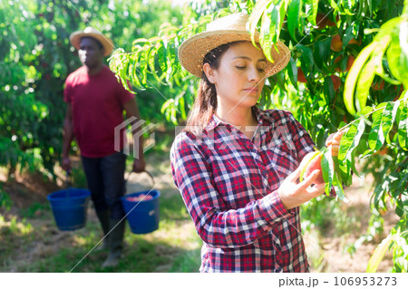 Young Colombian woman farmer harvesting peaches in garden Young Colombian woman farmer harvesting peaches in garden 106953273
