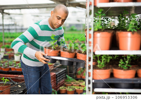 Experienced latin american farmer in a greenhouse inspects young sprouts in pots. Experienced latin american farmer in a greenhouse inspects young sprouts in pots. 106953306