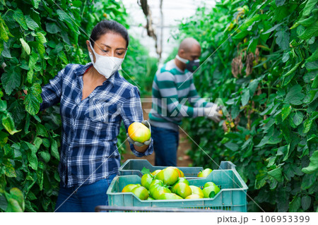 Woman in mask picking cucumbers in greenhouse 106953399