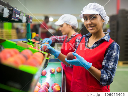 Focused woman working at fruits warehouse, checking and marking peaches Focused woman working at fruits warehouse, checking and marking peaches 106953406