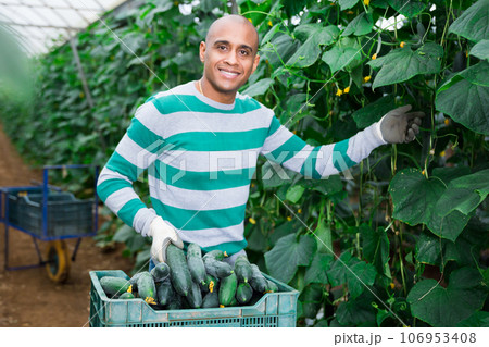 Latino farmer picks ripe cucumbers in greenhouse 106953408