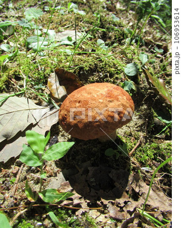 ノウタケ ノウタケ 106953614