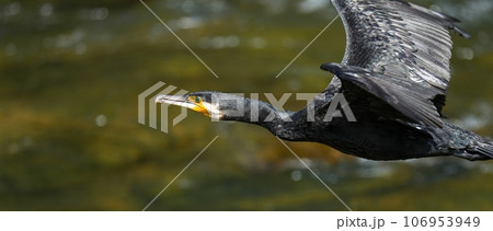 清らかな渓流をバックに優雅に飛ぶカワウ 106953949