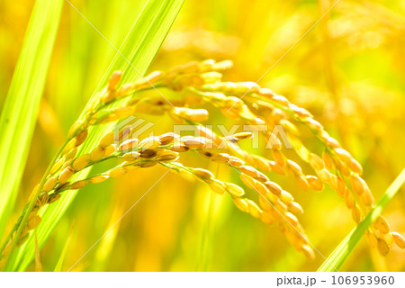 収穫間近の稲穂 106953960