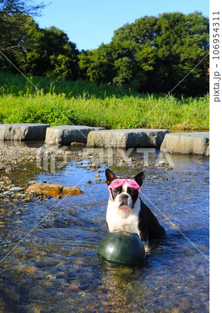 都幾川の清流に冷やしたスイカをゴーグルを付けて見張るボストンテリアのマイティ君♡ 106954311