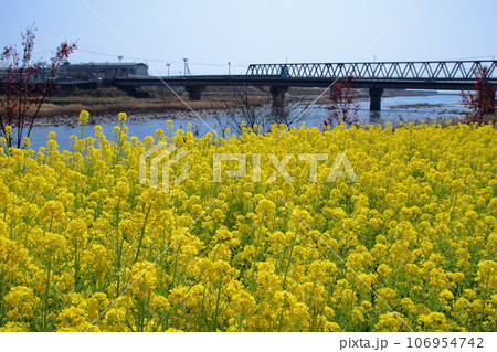 二十三士公園に咲く菜の花 (高知県 田野町) 二十三士公園に咲く菜の花 (高知県 田野町) 106954742