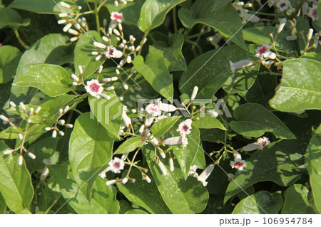 ヘクソカズラ 106954784