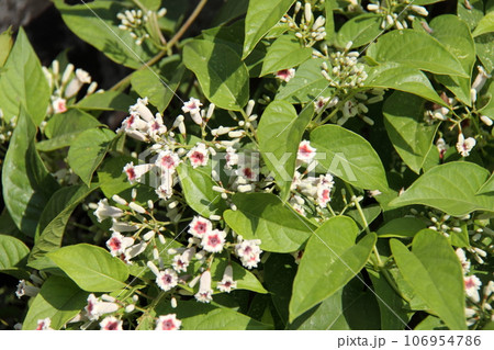 ヘクソカズラ 106954786