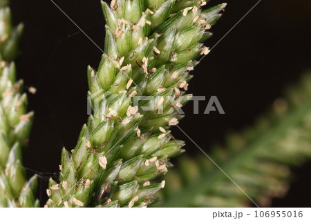 自然　植物　オヒシバ、花です。花軸に小穂が二列、小穂には小花が掌状に数個。 106955016