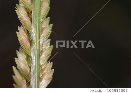 自然 植物 オヒシバ、小穂は花軸に下向きに二列つきます。葉のように見える一つひとつが花です 自然 植物 オヒシバ、小穂は花軸に下向きに二列つきます。葉のように見える一つひとつが花です 106955098