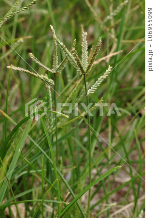 自然　植物　オヒシバ、道ばたに疎らに群生。花期は八月から九月頃 106955099