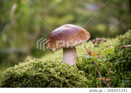 Bolete mushroom growing in the woods 106955391
