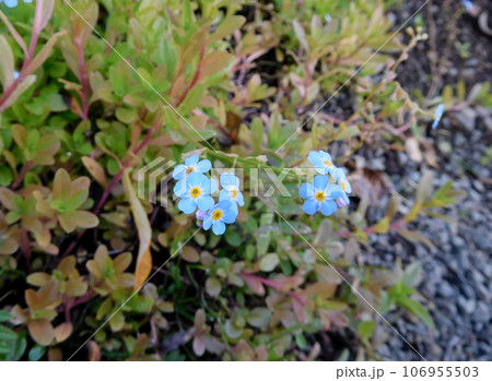 アイスランド 夏 アークレイリ 植物園 ワスレナグサ アイスランド 夏 アークレイリ 植物園 ワスレナグサ 106955503
