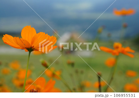 コスモス 106955531