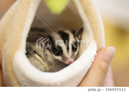 隠れ家に入ったモモンガを持つ子供手元 隠れ家に入ったモモンガを持つ子供手元 106955532