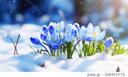 冬の花、雪から顔をだす青いクロッカス　AI生成画像 106955778