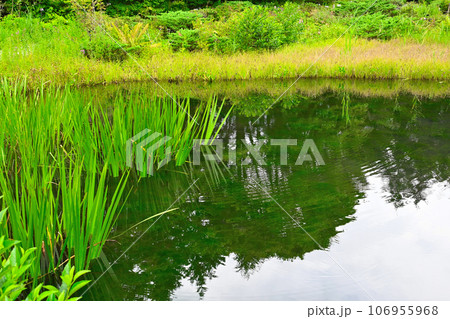 箱根湿生花園の景色 106955968