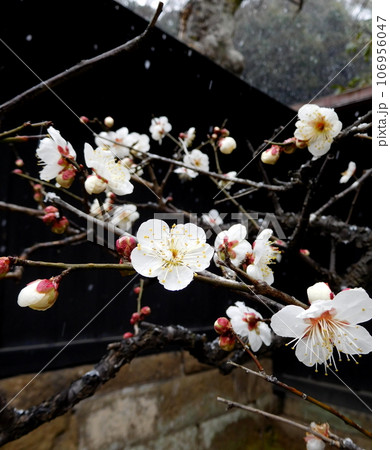 鎌倉　円覚寺　梅と雪 106956047