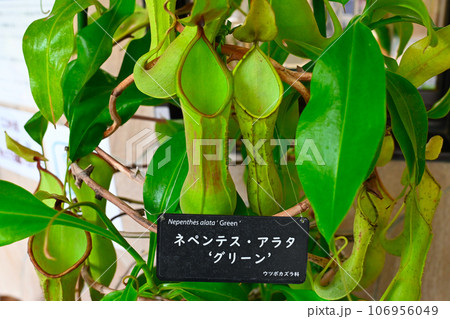 箱根湿生花園の景色 106956049