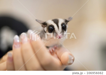 手のひらに乗ったモモンガ 106956082