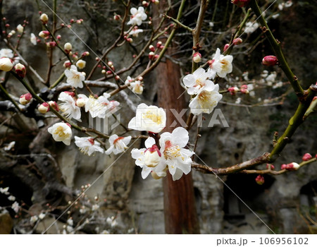 鎌倉 明月院 梅 鎌倉 明月院 梅 106956102