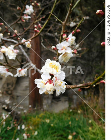 鎌倉　明月院　梅 106956106