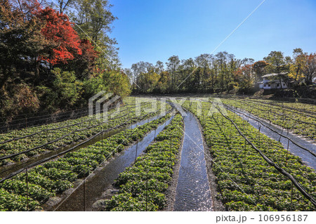 わさび田 106956187