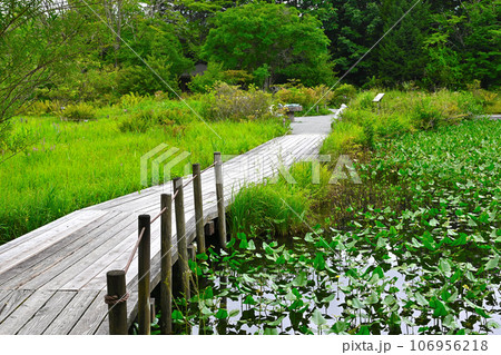 箱根湿生花園の景色 箱根湿生花園の景色 106956218