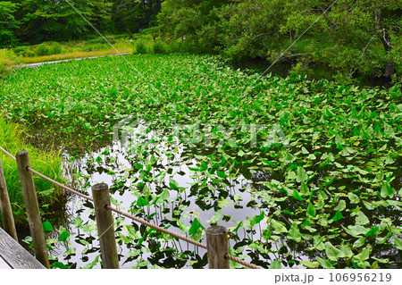箱根湿生花園の景色 106956219