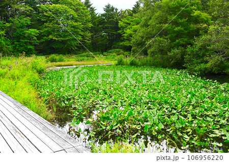 箱根湿生花園の景色 106956220