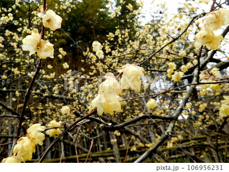 鎌倉　明月院　ロウバイ 106956231
