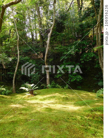 京都 祇王寺 苔海 庭 京都 祇王寺 苔海 庭 106956236