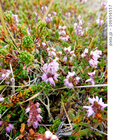 アイスランド　ノーザンライトイン　ヒースの花 106956557