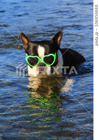 都幾川の清流の中でサングラスをかけて見つめるボストンテリアのマイティ君♡ 都幾川の清流の中でサングラスをかけて見つめるボストンテリアのマイティ君♡ 106956688