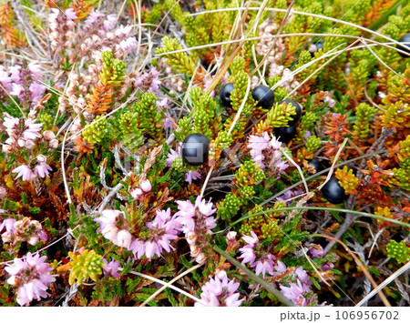 アイスランド　ノーザンライトイン　クロウベリー 106956702