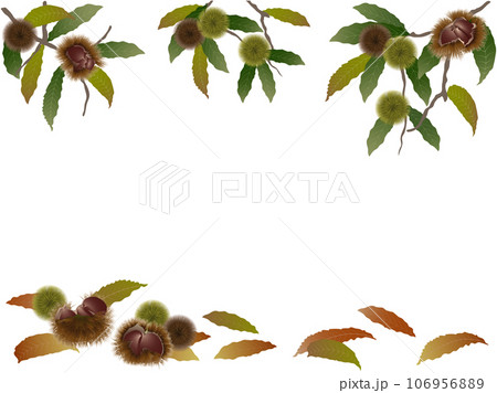 栗の枝と落葉 栗の枝と落葉 106956889
