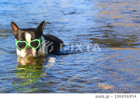 都幾川の清流の中からサングラスをかけて見つめるボストンテリアのマイティ君♡ 都幾川の清流の中からサングラスをかけて見つめるボストンテリアのマイティ君♡ 106956954