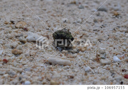 白い砂浜のヤドカリ 106957155