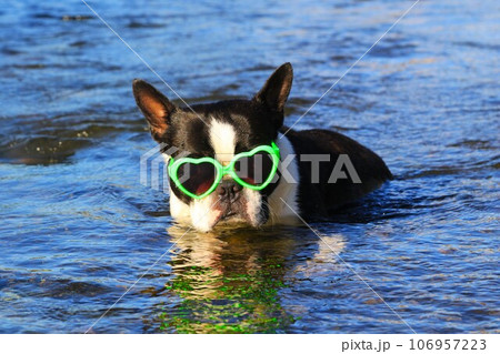都幾川の清流の中からサングラスをかけて見つめるボストンテリアのマイティ君♡ 都幾川の清流の中からサングラスをかけて見つめるボストンテリアのマイティ君♡ 106957223