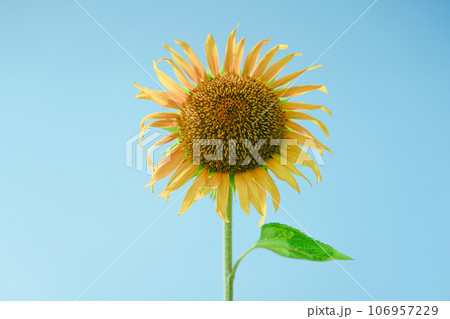 青空に咲くひまわり 106957229