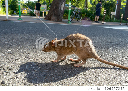 道路を徘徊するドブネズミ 106957235
