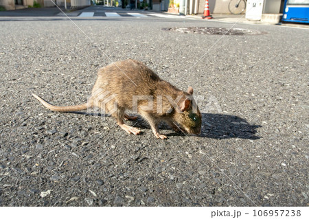 道路を徘徊するドブネズミ 道路を徘徊するドブネズミ 106957238