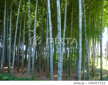 竹やぶ 竹やぶ 106957323