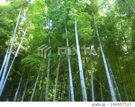 竹やぶ 106957325